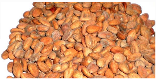 Cacao - Wuxi Huadong Cocoa Food Co.,Ltd